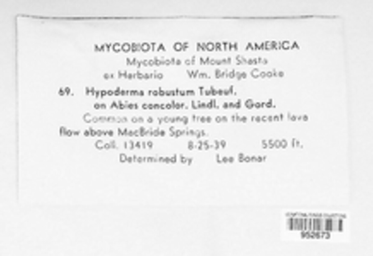 Virgella robusta image